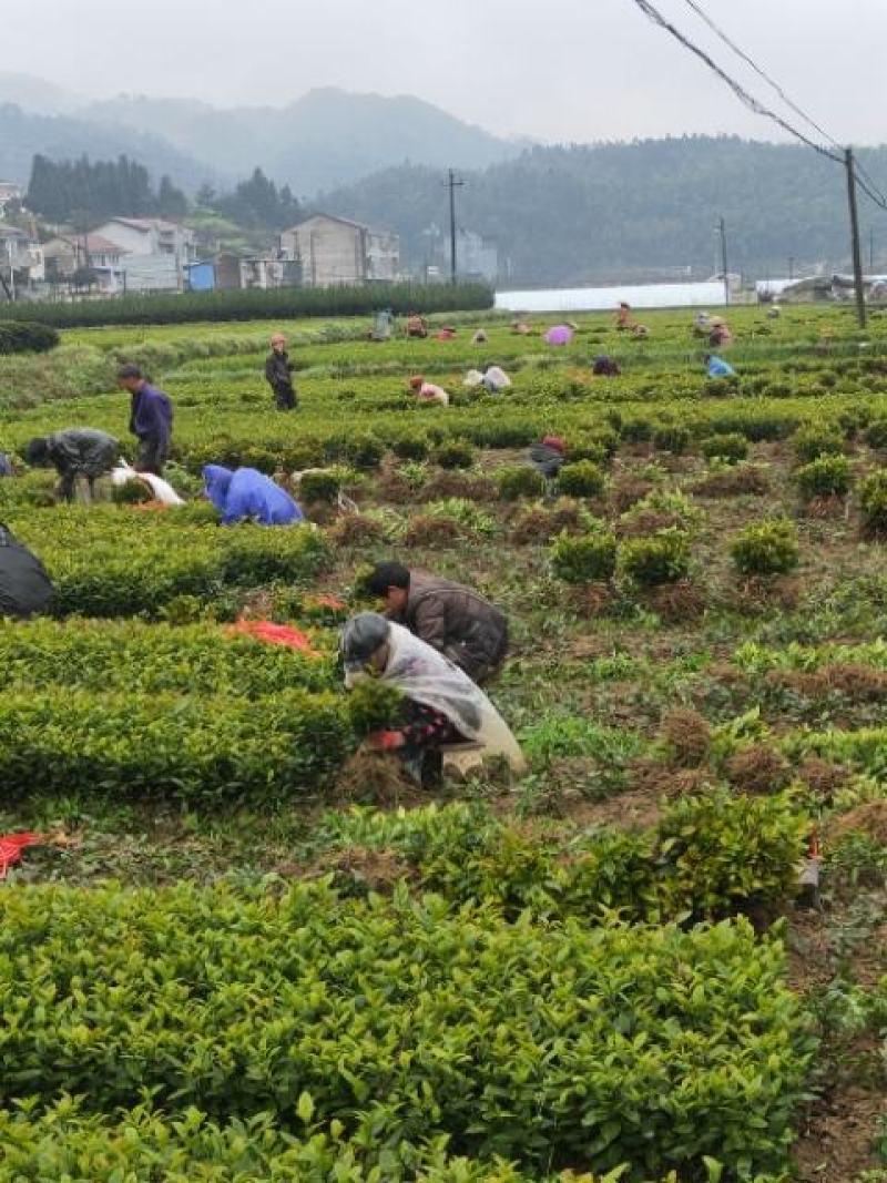 茶苗产地直供！苗好，粗壮根系发达，成活率高，欢迎新老顾客