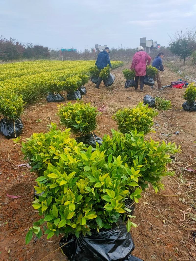 茶苗产地直供！苗好，粗壮根系发达，成活率高，欢迎新老顾客