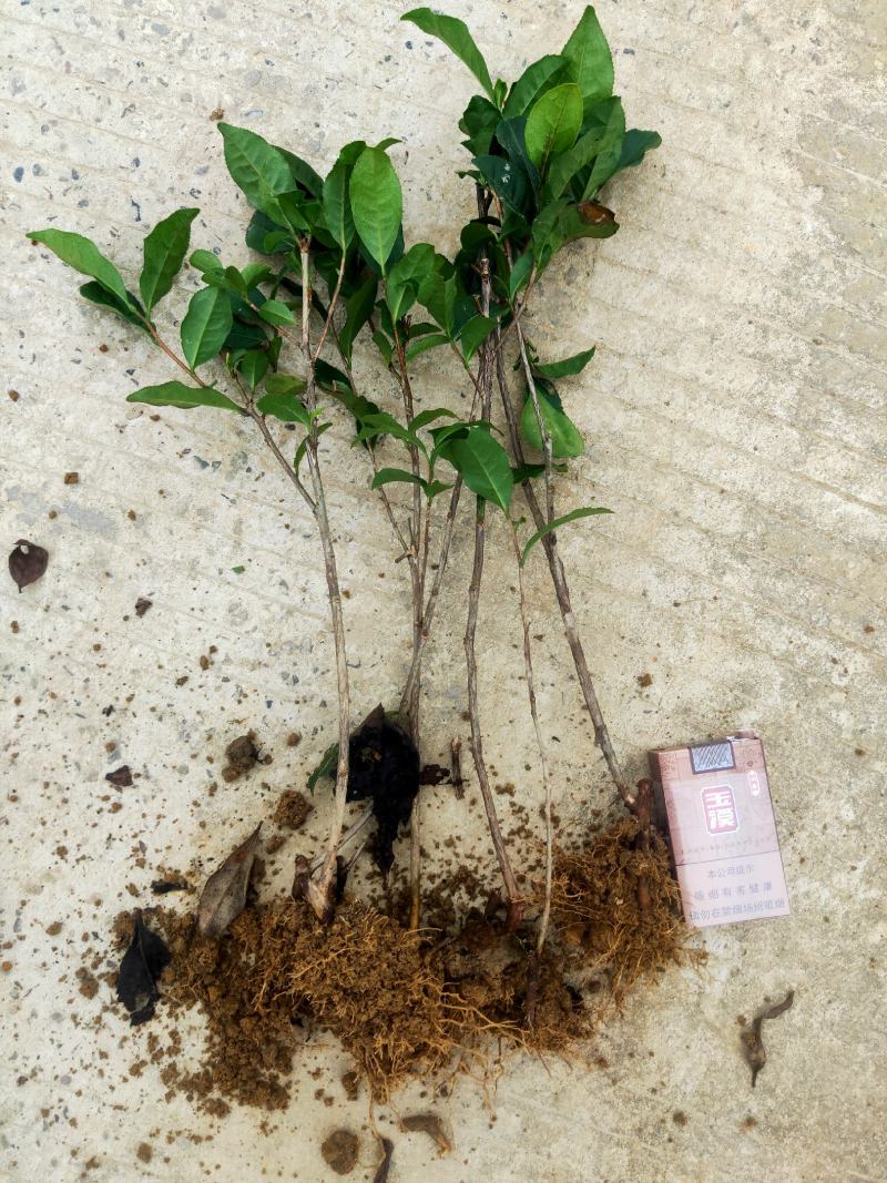 茶苗产地直供！苗好，粗壮根系发达，成活率高，欢迎新老顾客