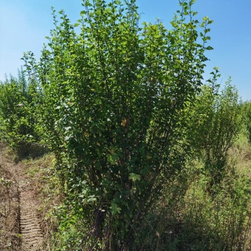 木槿行道风景公园绿化植树造林占地用苗房地产绿化新农村建设