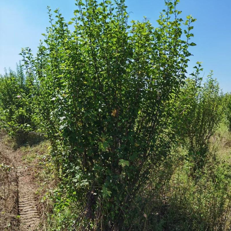 木槿行道风景公园绿化植树造林占地用苗房地产绿化新农村建设