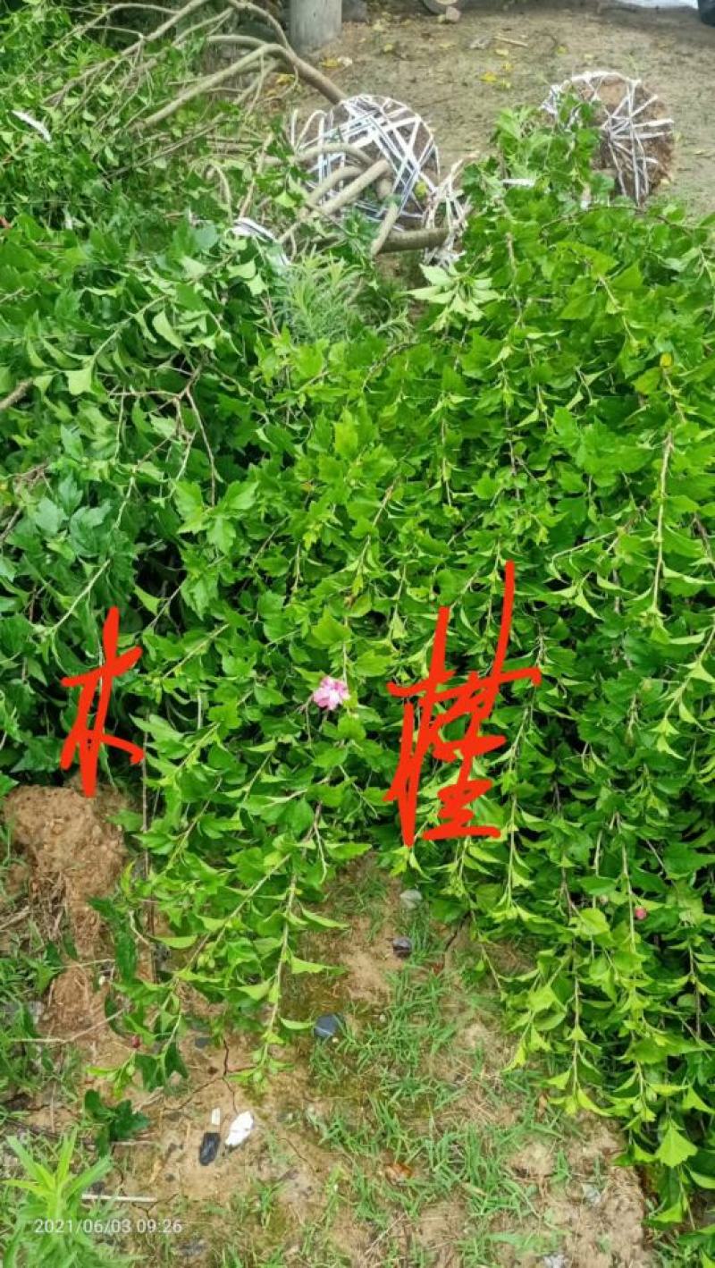 木槿行道风景公园绿化植树造林占地用苗房地产绿化新农村建设