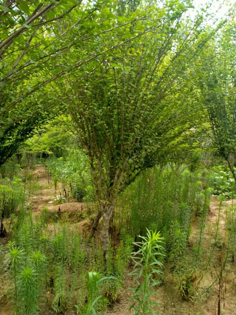木槿行道风景公园绿化植树造林占地用苗房地产绿化新农村建设