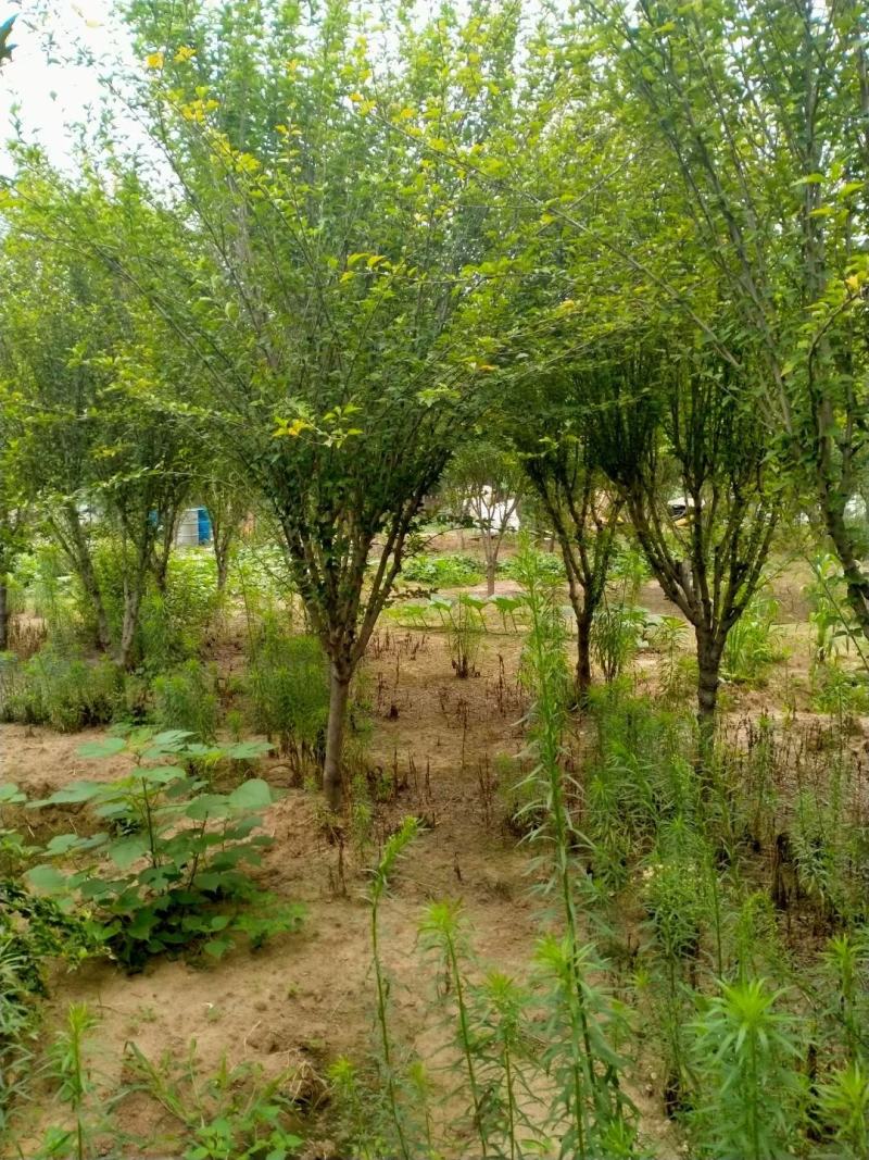木槿行道风景公园绿化植树造林占地用苗房地产绿化新农村建设