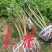 木槿行道风景公园绿化植树造林占地用苗房地产绿化新农村建设