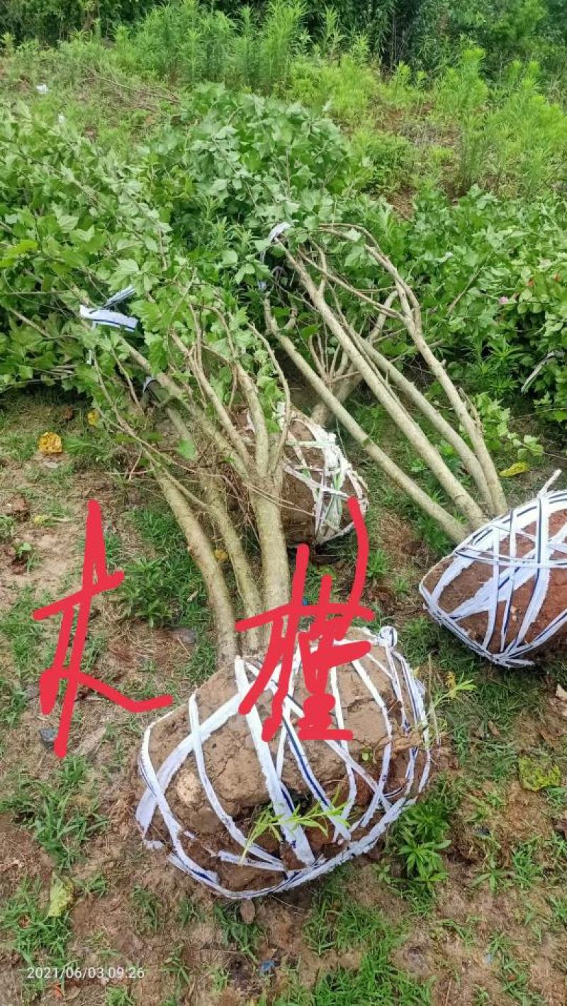 木槿行道风景公园绿化植树造林占地用苗房地产绿化新农村建设