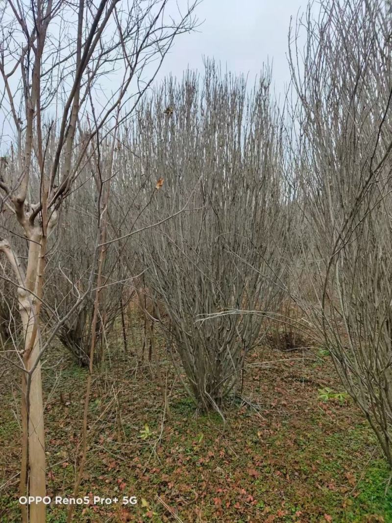 木槿行道风景公园绿化植树造林占地用苗房地产绿化新农村建设