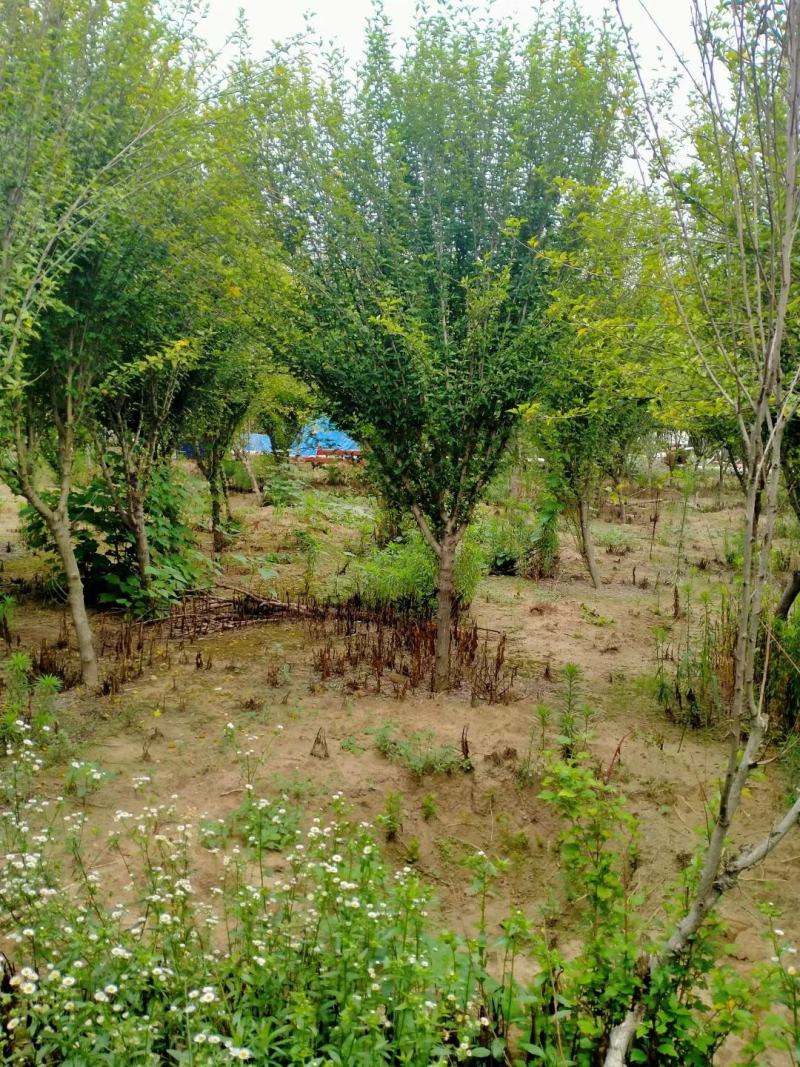木槿行道风景公园绿化植树造林占地用苗房地产绿化新农村建设