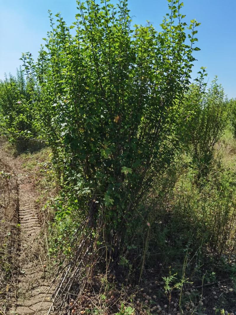 木槿行道风景公园绿化植树造林占地用苗房地产绿化新农村建设