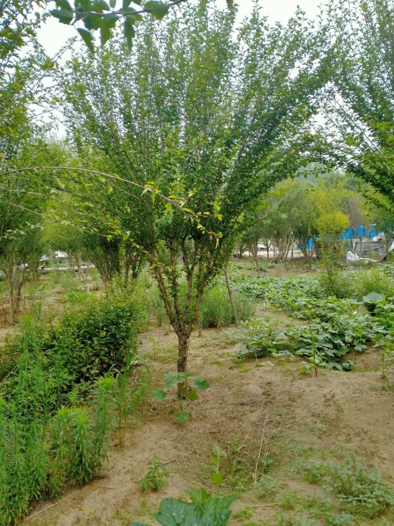 木槿行道风景公园绿化植树造林占地用苗房地产绿化新农村建设