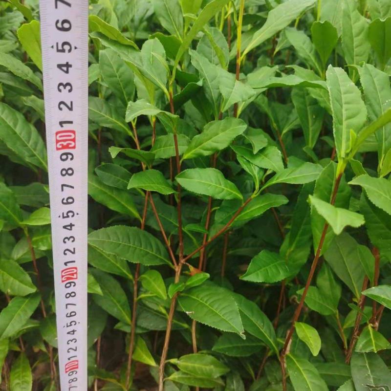 茶苗产地直供！苗好，粗壮根系发达，成活率高，欢迎新老顾客