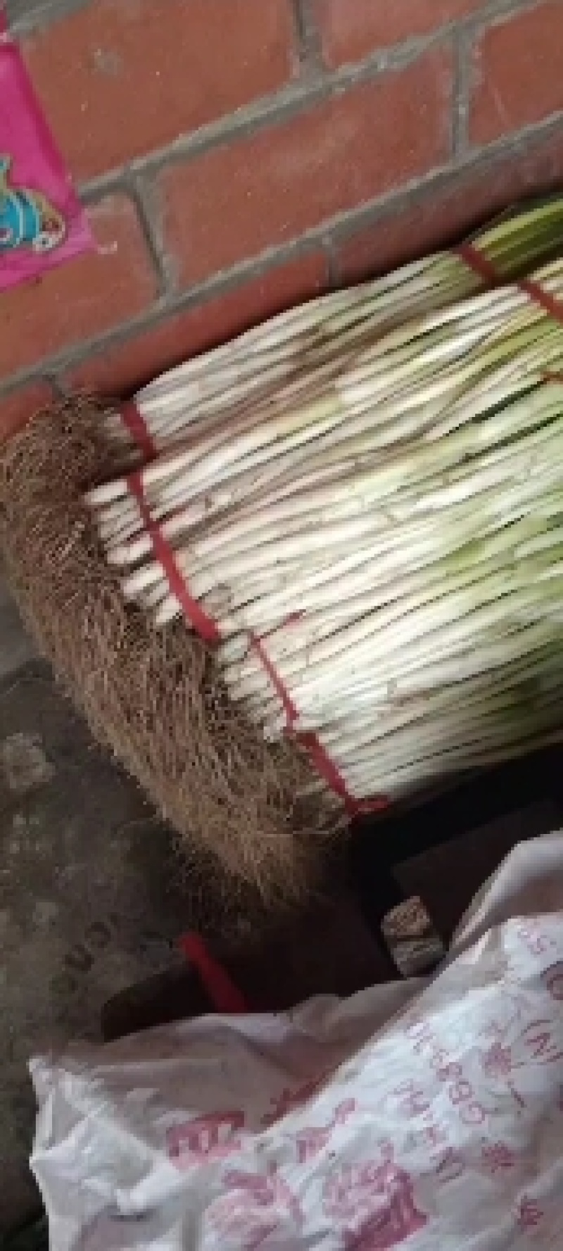 泥大葱