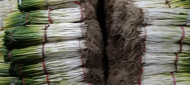 泥大葱