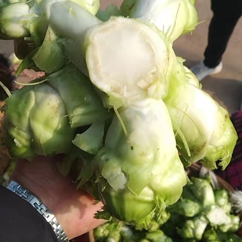 儿菜，基地货，高品质，有量有价，需要的老板联系