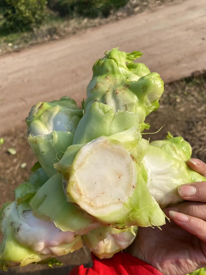 儿菜，基地货，高品质，有量有价，需要的老板联系