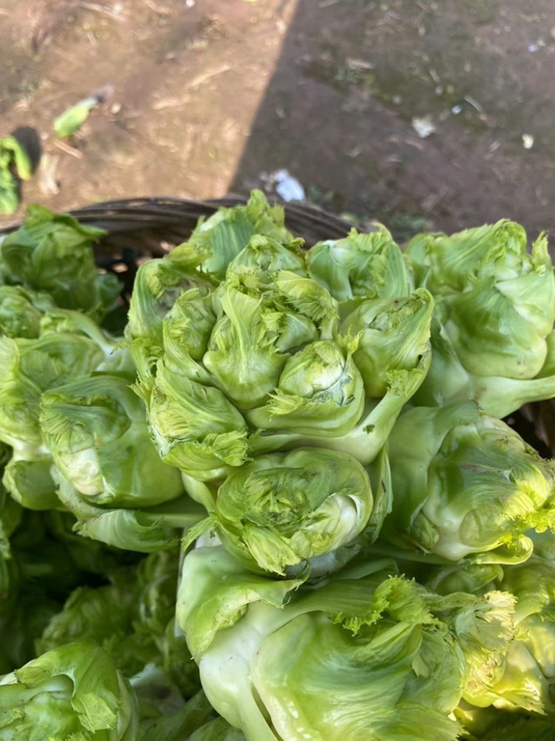 儿菜，基地货，高品质，有量有价，需要的老板联系