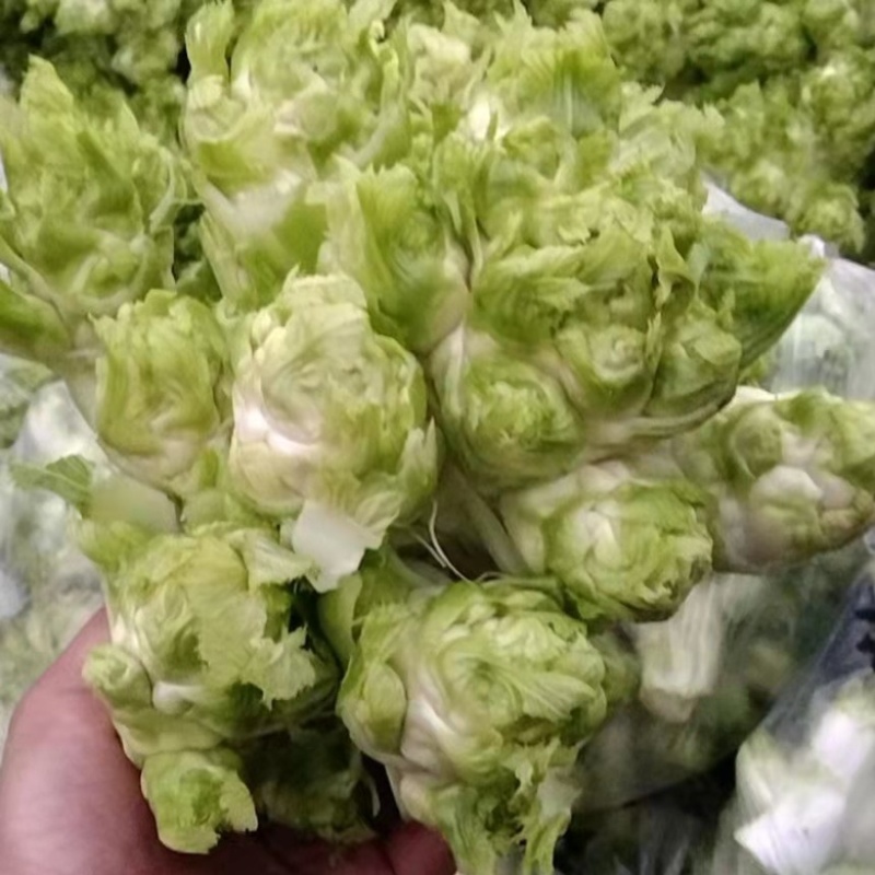 儿菜，基地货，高品质，有量有价，需要的老板联系