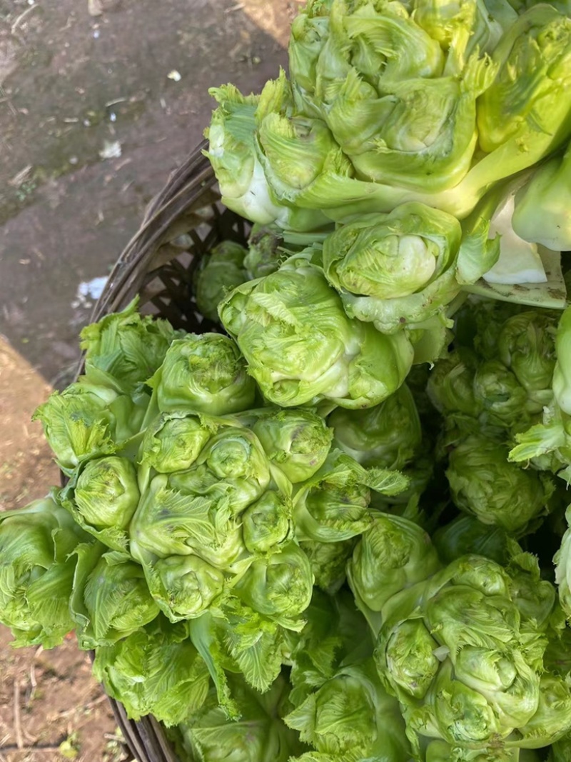 儿菜，基地货，高品质，有量有价，需要的老板联系
