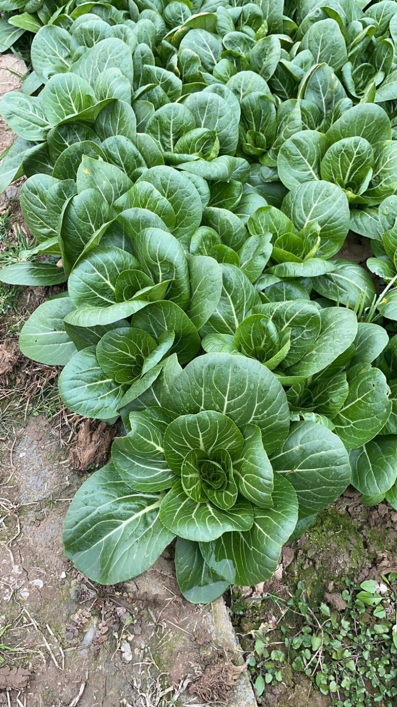 中颗上海青