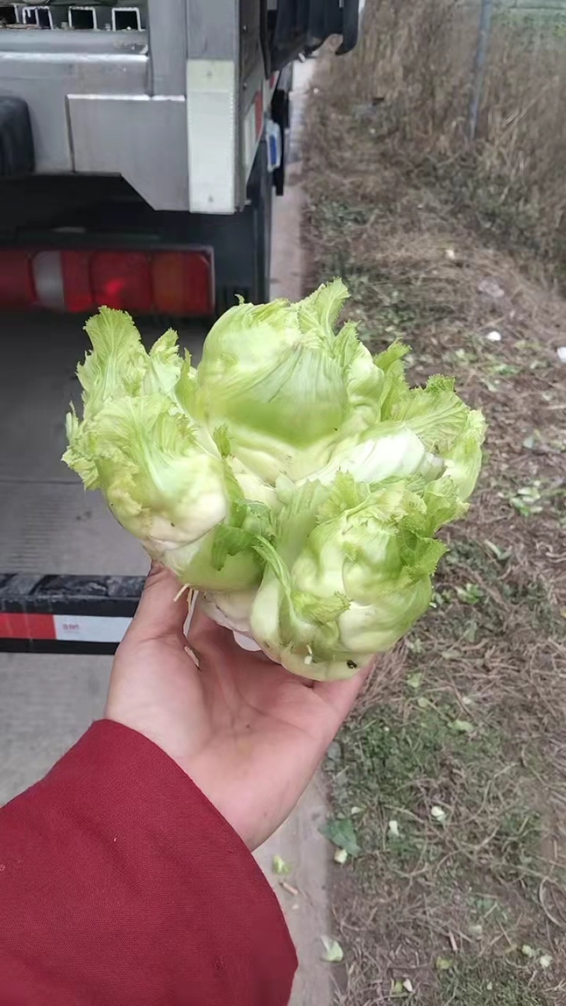 精品儿菜大量上市，品质好，有需要的老板，欢迎联系