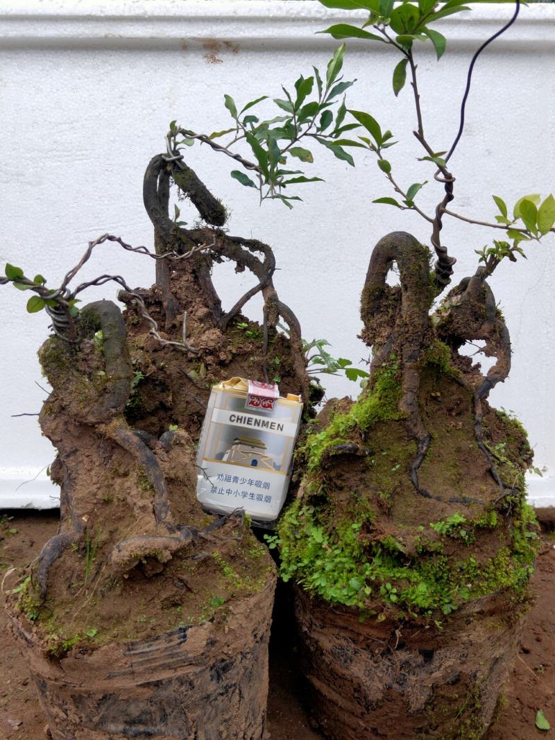 金弹子根艺！全人工桩，嫁接，品种有！血红果，葫芦，灯泡！