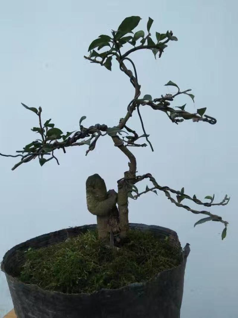 金弹子根艺！全人工桩，嫁接，品种有！血红果，葫芦，灯泡！