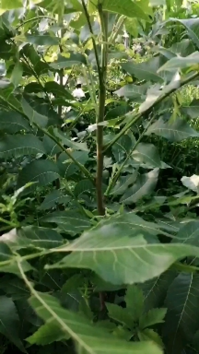 美国山核桃实生苗嫁接苗