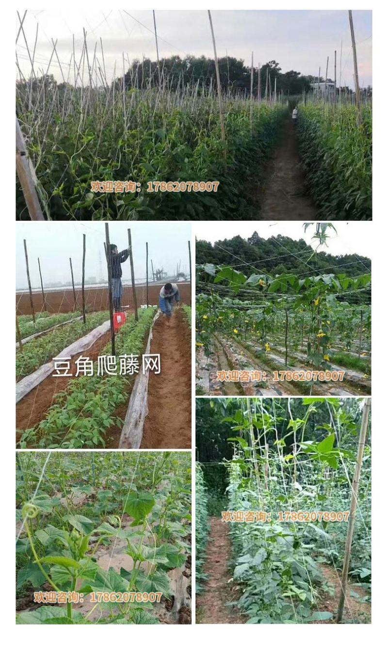 爬藤网种植加粗耐磨线黄瓜丝瓜苦瓜爬藤网粗6股纯聚乙烯原料