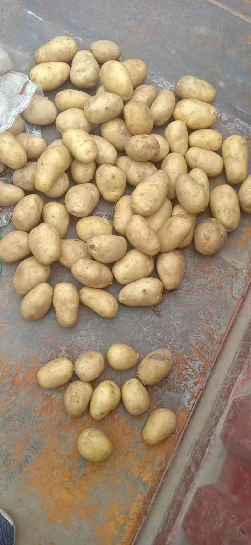 山东冷库荷兰十五土豆v7土豆大量供应，货源充足，全国发货