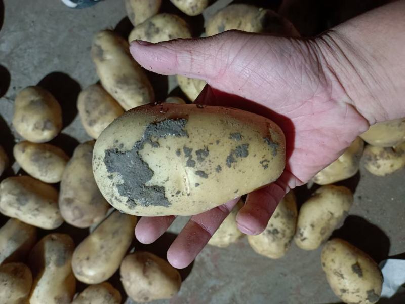 山东冷库荷兰十五土豆v7土豆大量供应，货源充足，全国发货