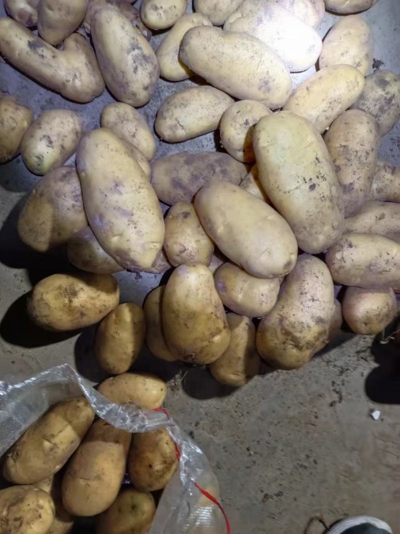 山东冷库荷兰十五土豆v7土豆大量供应，货源充足，全国发货