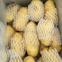 山东黄心土豆，V7.荷兰十五土豆大量出库，货源充足