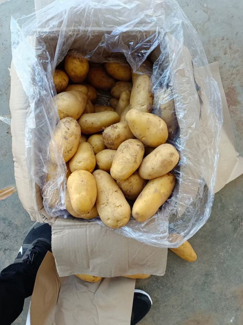 山东黄心土豆，V7.荷兰十五土豆大量出库，货源充足