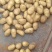 山东黄心土豆，V7.荷兰十五土豆大量出库，货源充足