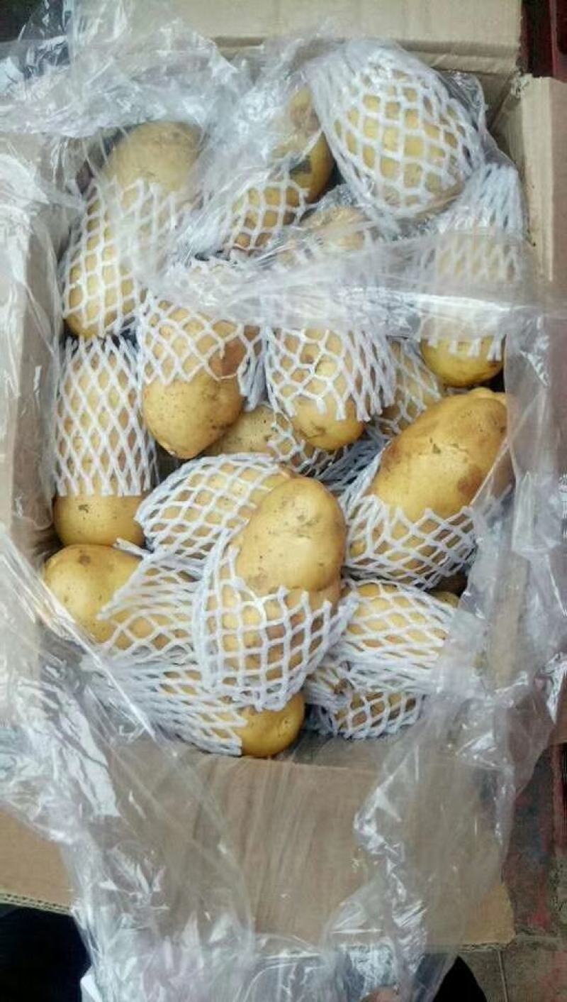 山东黄心土豆，V7.荷兰十五土豆大量出库，货源充足
