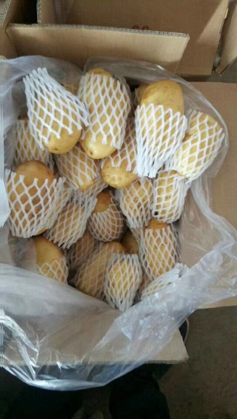山东黄心土豆，V7.荷兰十五土豆大量出库，货源充足