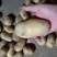 山东黄心土豆，V7.荷兰十五土豆大量出库，货源充足