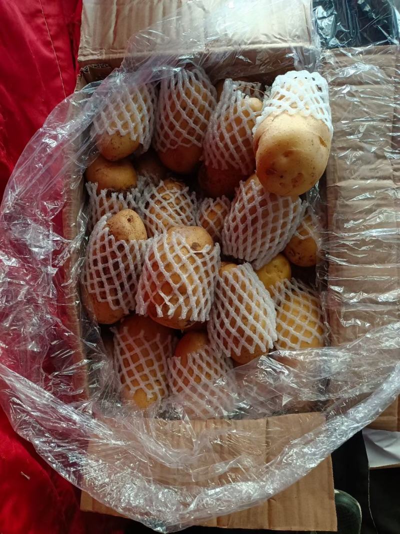 山东黄心土豆，V7.荷兰十五土豆大量出库，货源充足