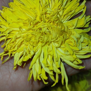 修水头金丝皇菊，味香，口感好