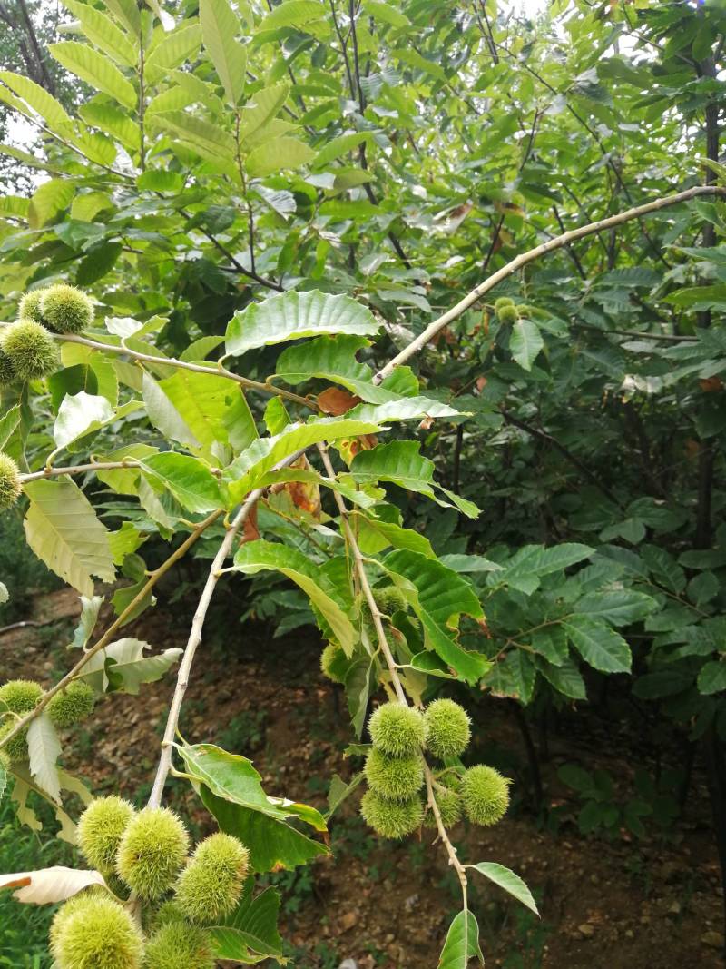 板栗树苗，1一多年生树苗，根系完好，成活率高，诚信为本