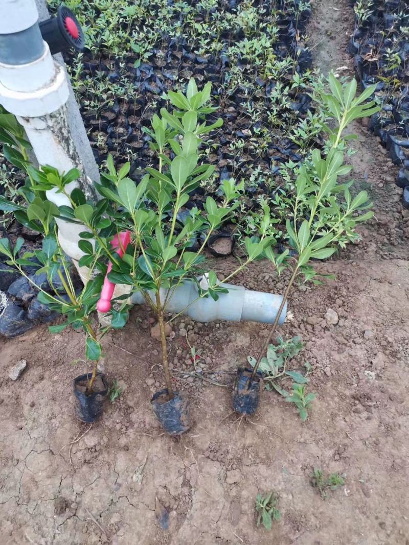 海桐自产自销海桐种植基地海桐低价处理