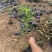 海桐种植基地海桐自产自销。300万低价处理。