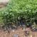 海桐种植基地海桐自产自销。300万低价处理。