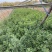 黄刺玫农户直销黄刺玫基地直销黄刺玫种植基地