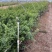 黄刺玫农户直销黄刺玫基地直销黄刺玫种植基地