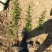 黄刺玫农户直销黄刺玫基地直销黄刺玫种植基地