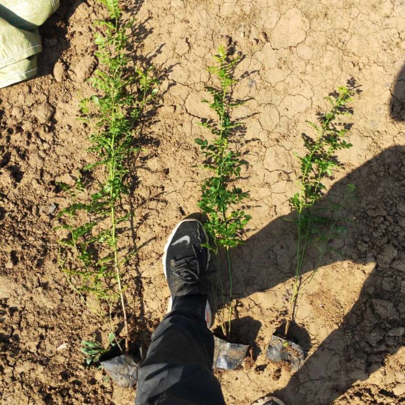 黄刺玫农户直销黄刺玫基地直销黄刺玫种植基地