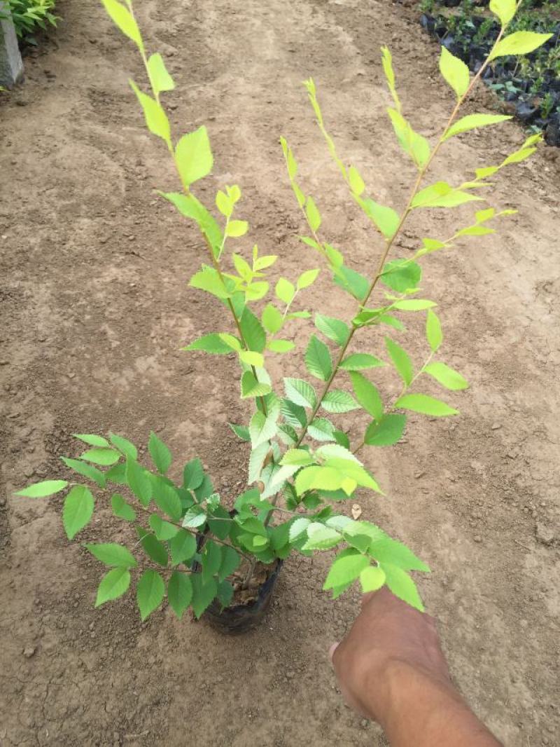 金叶榆种植基地金叶榆自产自销。30万低价处理。