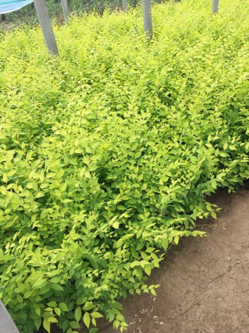 金叶榆种植基地金叶榆自产自销。30万低价处理。