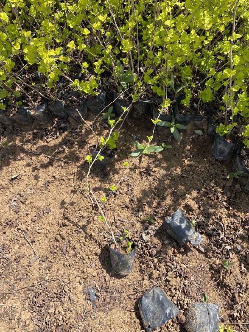 金叶风箱果种植基地。金叶风箱果。3万低价处理。